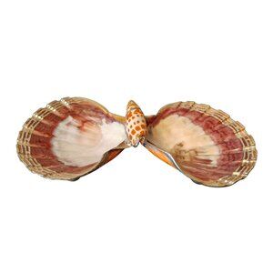 Vintage Double Calico Scallop Trinket Dish Episcopal Miter Shell Gold Trim Ocean